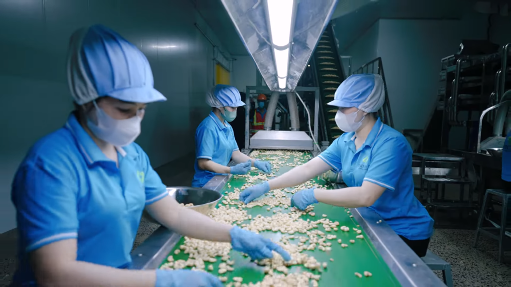 Cashew processing at Thiên Kỳ