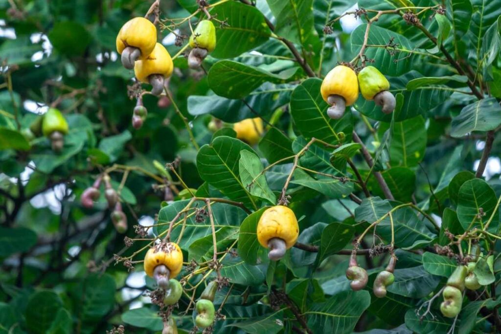 Cashew trees